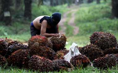 Harga Sawit Riau Pekan Ini Dijual Rp2.535,22 per Kg