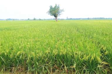 Antisipasi Gagal Panen, 24.820 Hektare Lahan di Sumsel Sudah Daftar AUTP