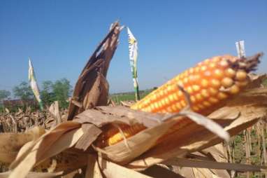 Stok Komoditas Padi dan Jagung di Jatim Menghadapi El Nino