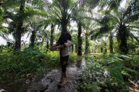 98.727 Hektare Perkebunan Kelapa Sawit di Sumbar Perlu Peremajaan