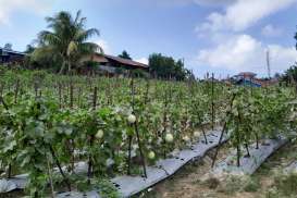 Wisata Petik Melon di Tengah Kota Balikpapan