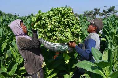 RPP UU Kesehatan : Petani Tembakau Bojonegoro Tolak Pasal Pengamanan Zat Adiktif