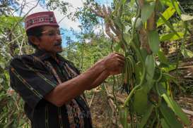 Mengangkat Derajat Petani Loha dengan Vanili