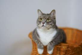 Nama Kucing Lucu, Imut, Aesthetic dan Tidak Biasa yang Menggemaskan
