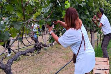 Hatten (WINE) Pelopori Agrowisata Anggur di Buleleng