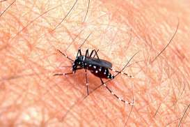 Apakah Nyamuk Wolbachia Bisa Menimbulkan Penyakit Baru?