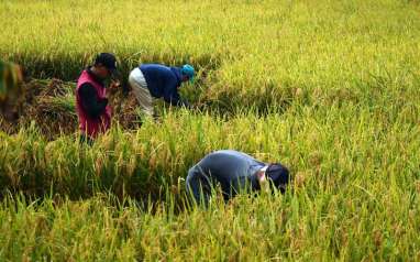 NTP Riau Naik, Petani Makin Sejahtera