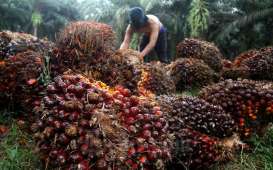 Naik Tipis, Harga TBS Sawit Sumsel Periode Kedua Januari Rp2.414 per Kg