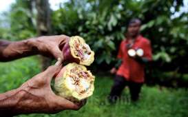 Jembrana Pacu Hilirisasi Cokelat