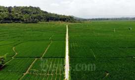 Program Food Estate Sumedang Bakal Dikembangkan Jadi 1 Desa 10 Hektare