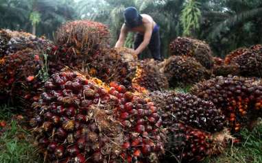 Sentimen Negatif Mengintai CPO dari Amerika Selatan