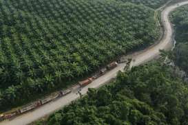 Kenaikan Berlanjut, Pekan Ini Harga Sawit Riau di Level Rp2.780,13 per Kg