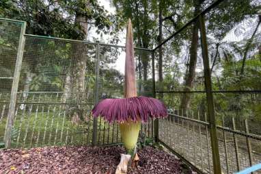 Bunga Bangkai Kembali Mekar di Kebun Raya Cibodas