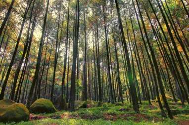 KLHK Tata Kawasan Hutan Seluas 17.539 Ha di Pesisir Selatan Sumbar