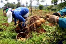 79,67% Produksi Kentang Jabar Dipasok Kabupaten Garut