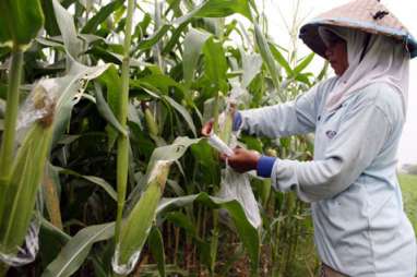 Masuki Kemarau, Petani Cirebon Ancang-ancang Alih Tanam ke Komoditas Jagung