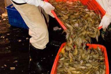 Pemprov Kalteng Panen 4,7 Ton Udang Vaname di Shrimp Estate