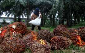 Harga Sawit Riau Turun Tipis Pekan Ini Menjadi Rp2.836,29 per Kg