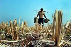 1.651 Hektare Sawah di Cirebon Terancam Kekeringan