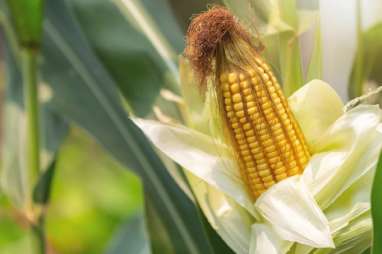 Produksi Jagung Kabupaten Cirebon Terus Menurun