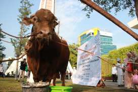 Sapi Kurban Jokowi di Semarang akan Dipotong Besok, Ini Alasannya