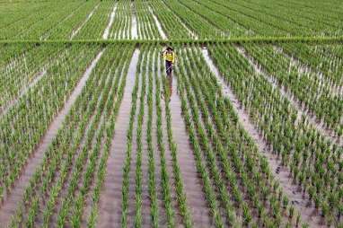 Kementan Mau Bikin 1 Juta Hektare Sawah, Minta Anggaran Rp51,6 Triliun