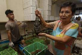 Lobster Air Tawar Kini Jadi Komoditas Unggulan di Waduk Jatigede