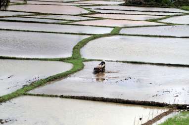 Petani di Indramayu Diguyur 5 Ton Benih Padi Unggulan