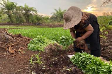 Petani Sungai Pakning Sulap Gambut Bekas Karhutla Jadi Lahan Hortikultura