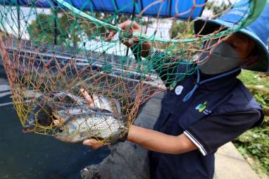 Budi Daya Ikan dengan Teknik Bioflok Mulai Diminati Warga Sumedang