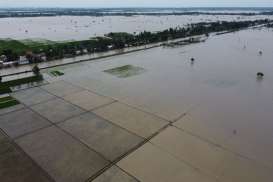 Puluhan Ribu Hektare Sawah Terendam Banjir, Distan Cirebon: Belum Ada Laporan Gagal Panen