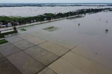 Puluhan Ribu Hektare Sawah Terendam Banjir, Distan Cirebon: Belum Ada Laporan Gagal Panen