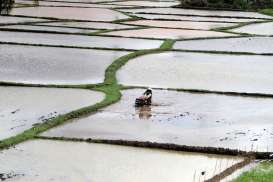 Persemaian Padi di Cirebon Rusak Akibat Banjir