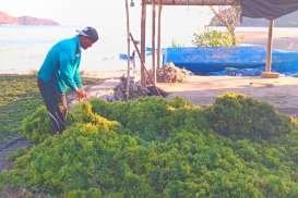 Jelajah Ekonomi Hijau: Petani Rumput Laut Berharap Kenaikan Harga