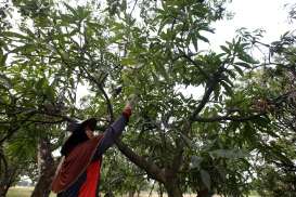 Pemkab Sumedang Tuntaskan Persoalan Kontinuitas Produksi Mangga Gedong Gincu