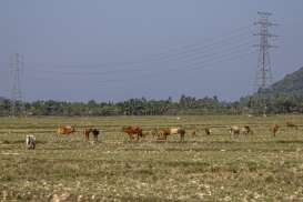 Lahan Sawah di Pesisir Selatan Sumbar Mengering Akibat Dilanda Cuaca Panas