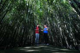 PHR Kurangi Emisi Karbon Lewat Konservasi Mangrove di Bandar Bakau Dumai