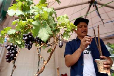 Manfaatkan Sosmed, Keboen Anggur Cangiri di Kabupaten Bandung Sukses Kembangkan Agrowisata