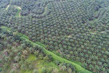 Harga Sawit Riau Pekan Ini Naik 1,09% Menjadi Rp3.045,42 per Kg