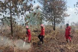 Sejumlah Lahan dan Kebun di Sumsel Terbakar, Ini Rincian Luasannya