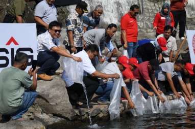 3.000 Ekor Ikan Endemik Bilih Hasil Pemijahan Ditebar di Danau Singkarak Sumbar