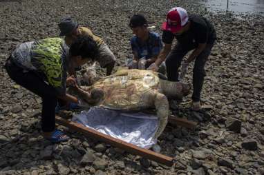 Penyu Hijau Betina Mati Terdampar di Pantai Taluak Buo Padang, Ini Penyebabnya