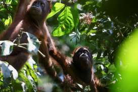 Malaysia Tawarkan Program Adopsi Orang Utan untuk Importir CPO