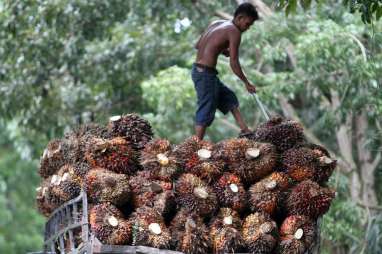 MINYAK GORENG SAWIT : Penurunan DMO Sudah Ideal