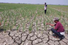 Pemerintah Klaim Sawah di Cirebon yang Alami Kekeringan Hanya 235 Hektare