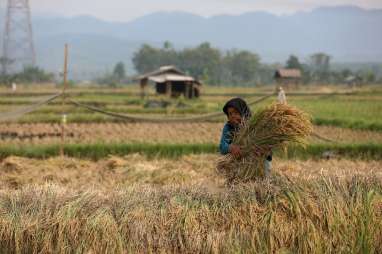 Nilai Tukar Petani Naik Tipis Juli 2024, Terdongkrak Harga Gabah & Sawit