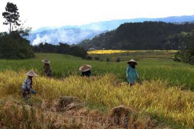 Nilai Tukar Petani Sulsel Turun 0,22% pada Agustus 2024, Ini Penyebabnya