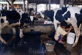 Genjot Produksi Susu, RI Bakal Impor 100.000 Ekor Sapi dari Brasil