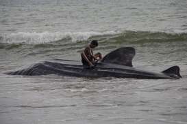 5 Ekor Ikan Hiu Paus Ditemukan Terdampar di Pantai Wilayah Pesisir Selatan Sumbar