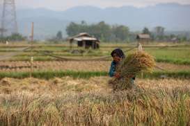 Miris! RI Negara Agraris, tapi Pendapatan Petani Hanya Rp5 Jutaan per Tahun